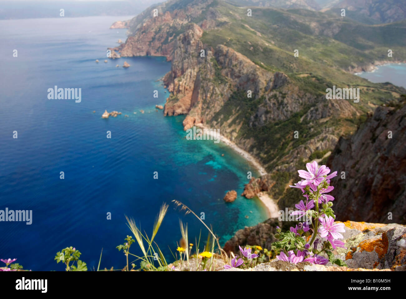Fleurs sauvages et la spectaculaire côte autour de Capo Rosso Corse France Banque D'Images