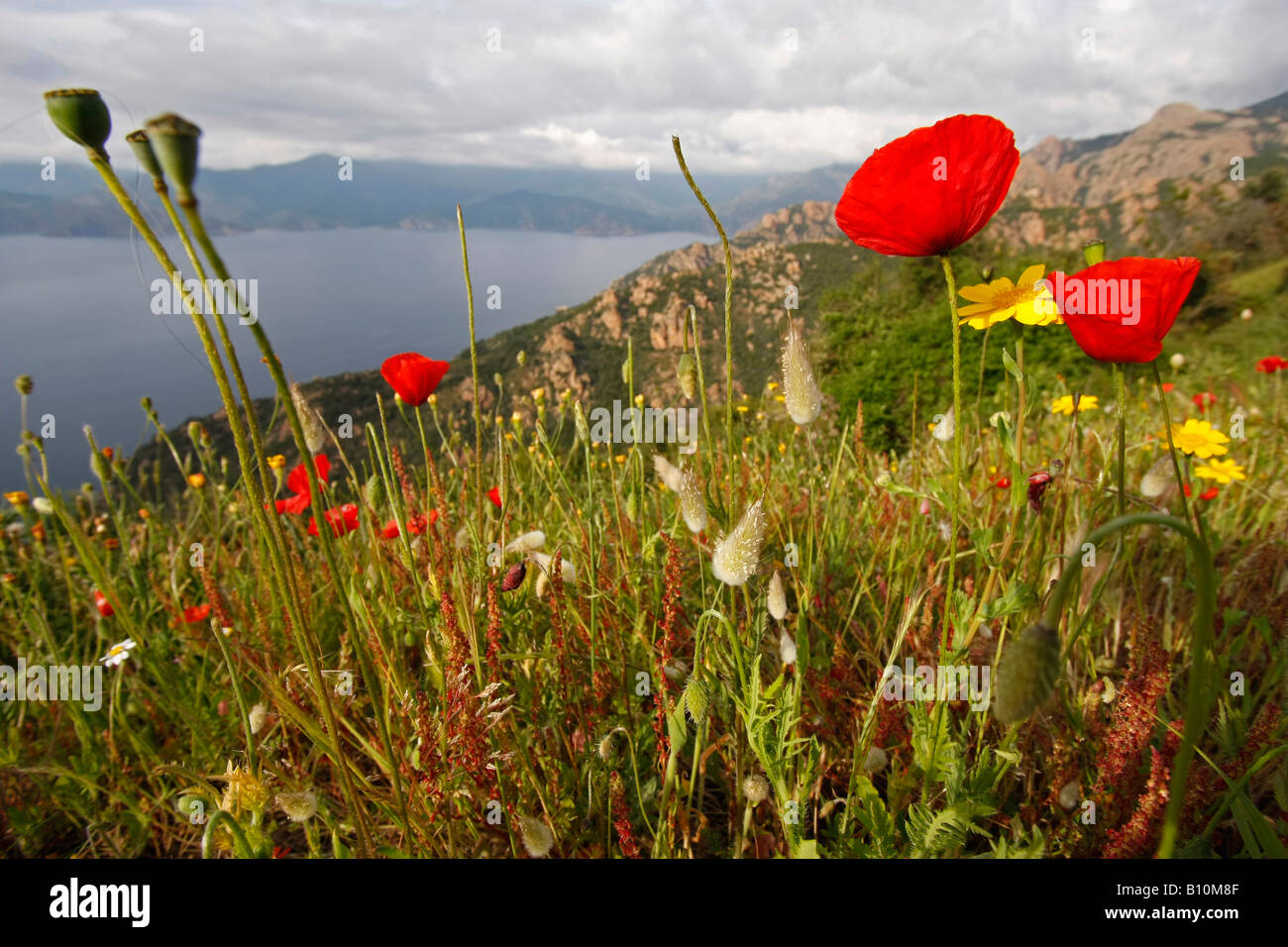 Fleurs sauvages et Papaver au Golfe de Porto sur l'île de Corse France Banque D'Images