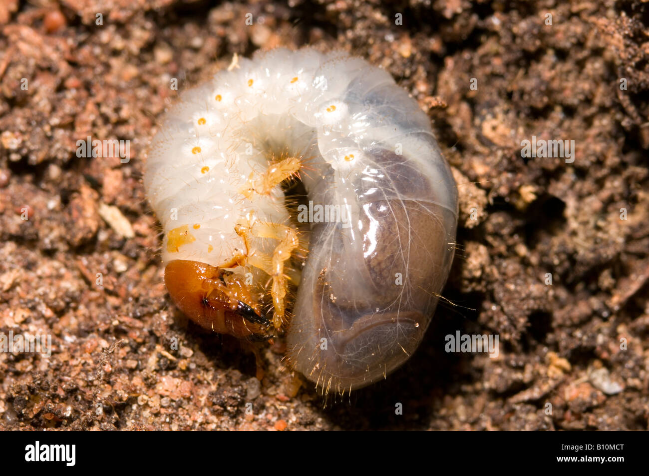 Livre blanc australien grub curl Banque D'Images
