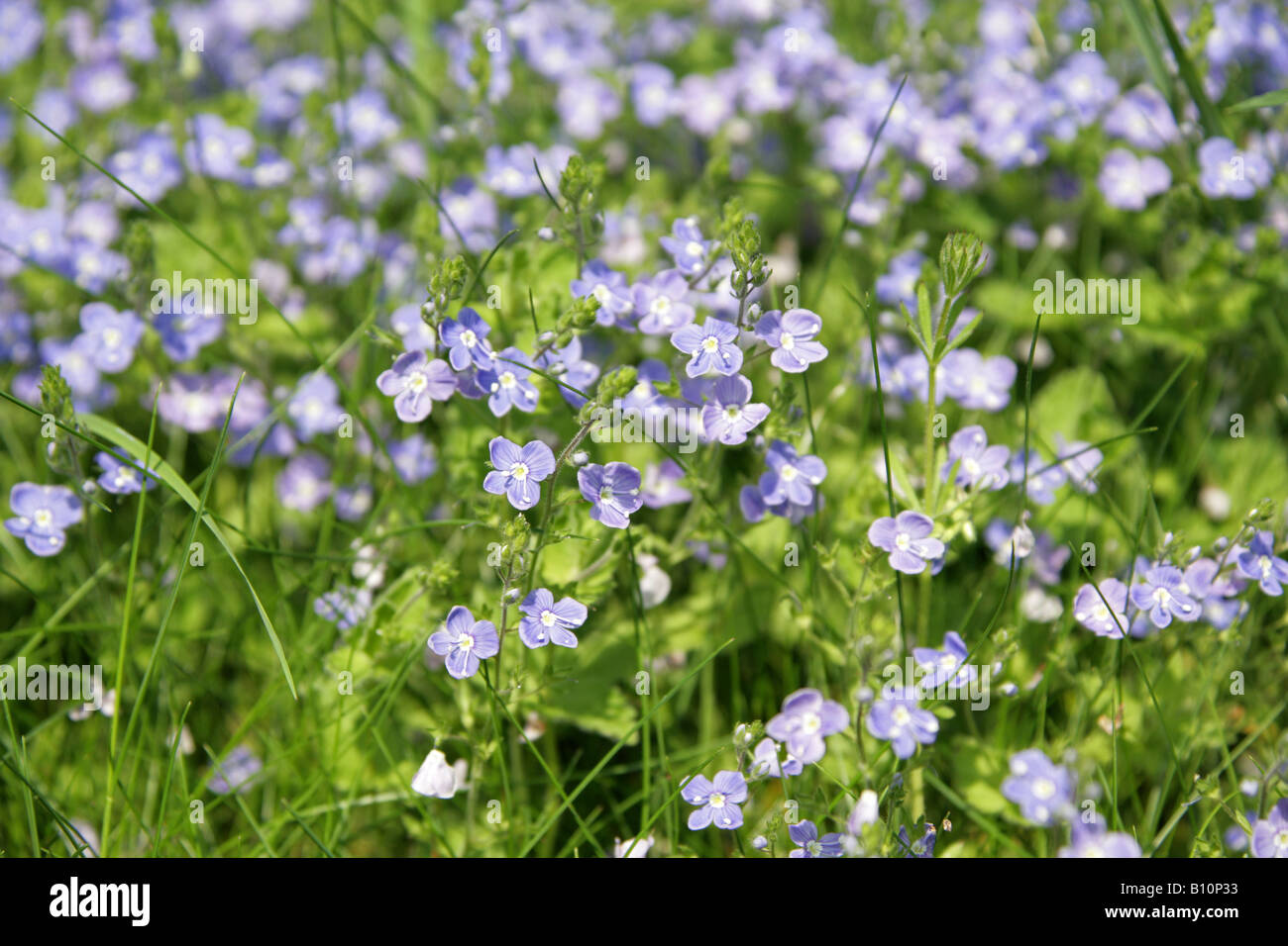 Champ commun Speedwell Veronica persica Plantaginaceae (Scrophulariaceae) Banque D'Images