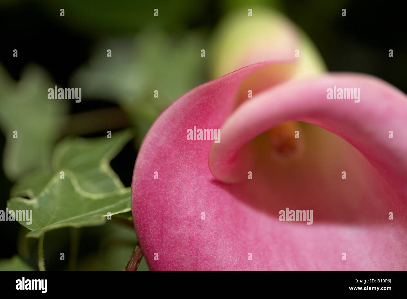 Close up d'un rose lumineux Cala Lily et Ivy Banque D'Images