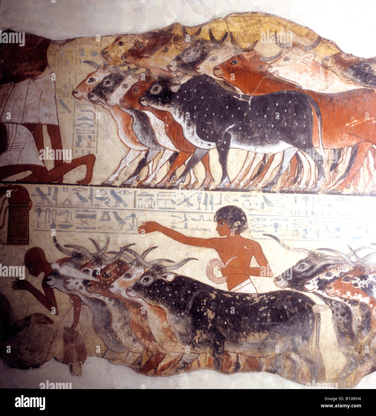 Pâtre avec des bovins. Tombe de Nebamun. Egypte 1400 AV Banque D'Images
