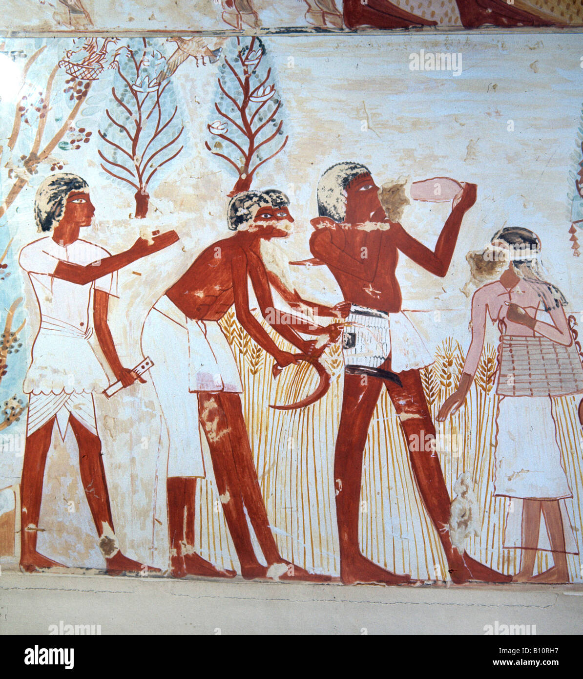 Tombe de Menna. Thèbes, la vallée des Nobles. 18ème dynastie. La récolte. L'Égypte Banque D'Images