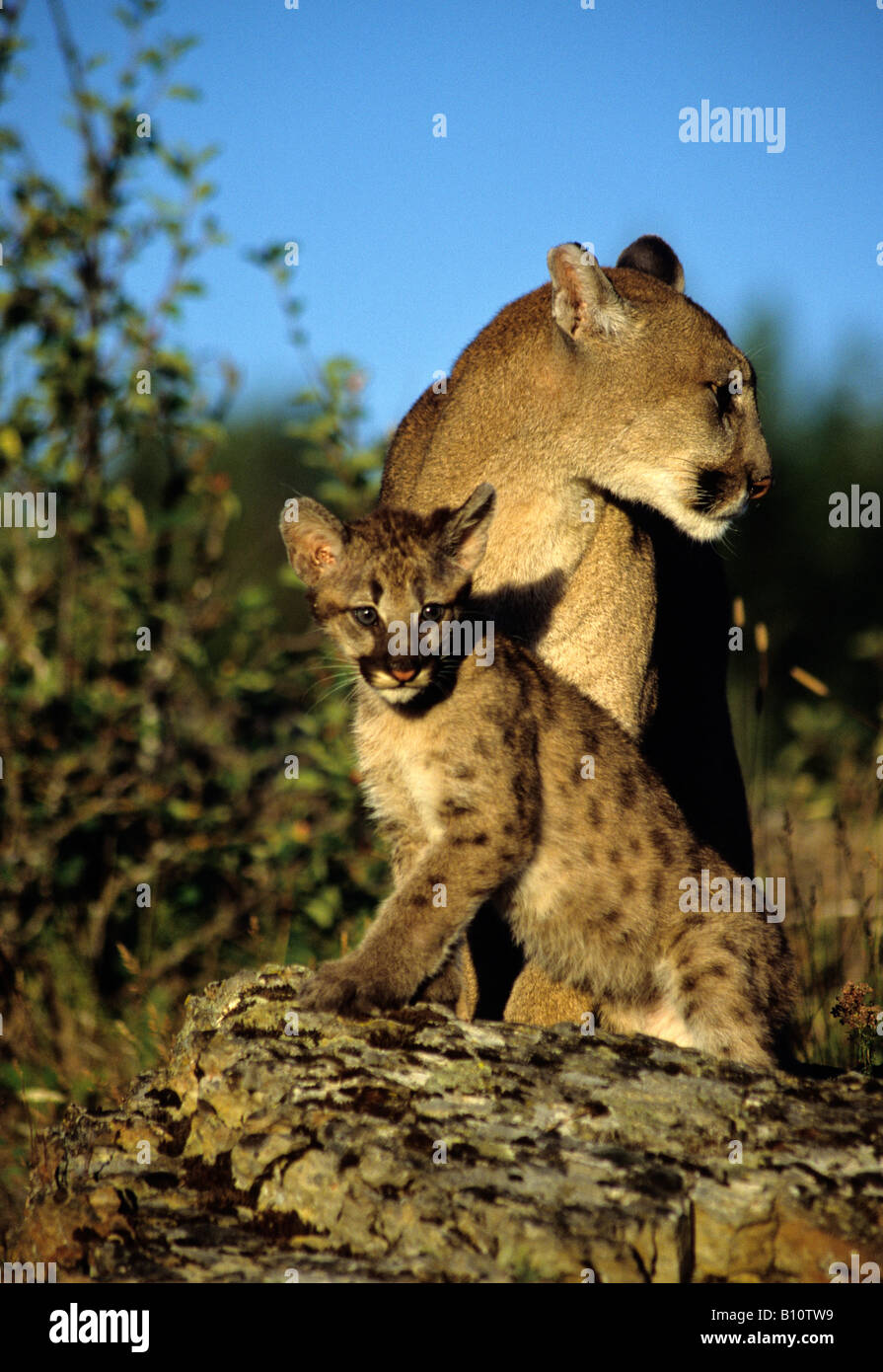 Mountain lion cub et mère femme au soleil Kalispell Montana Banque D'Images