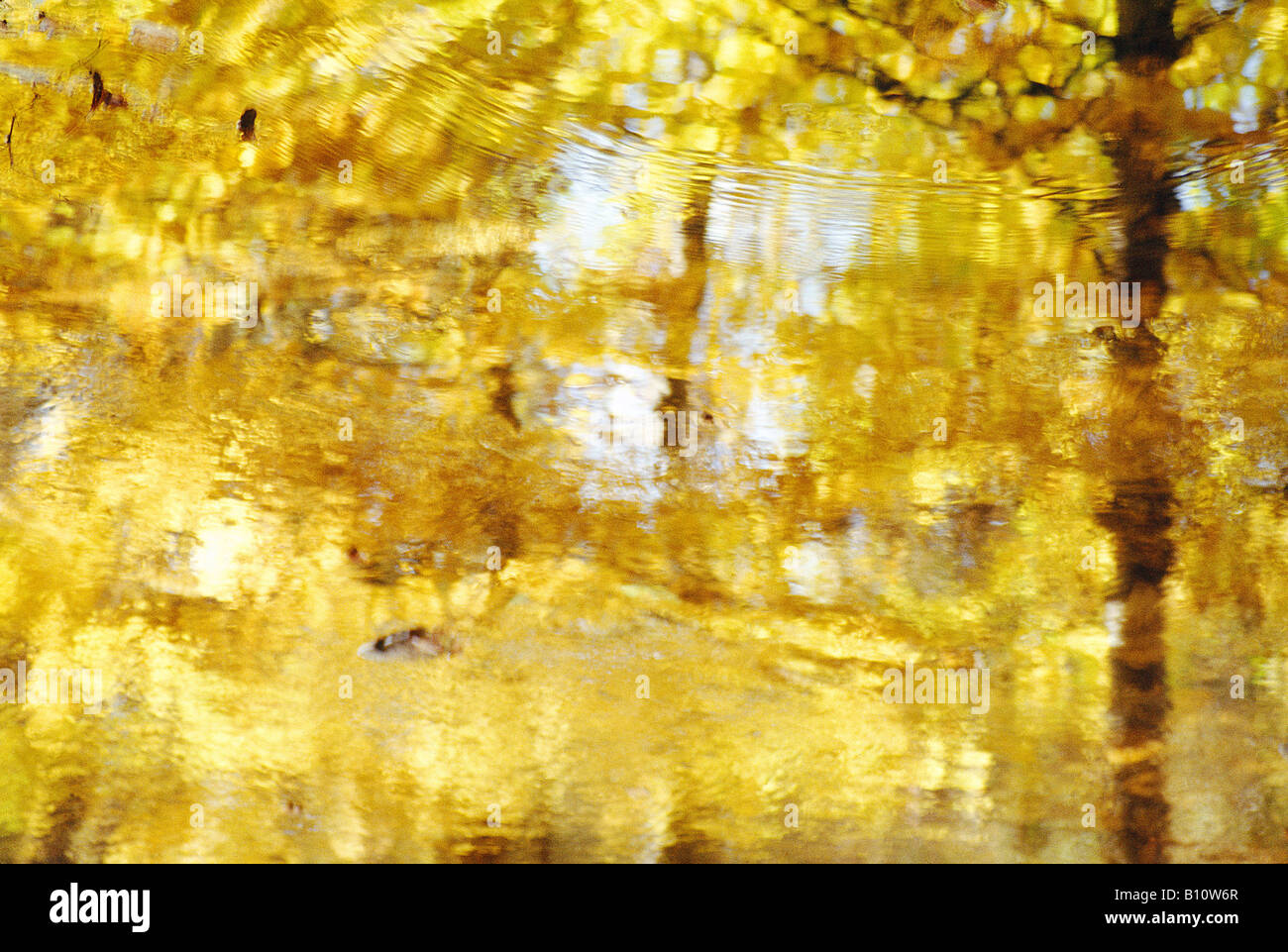 Réflexion sur l'eau d'or. Banque D'Images