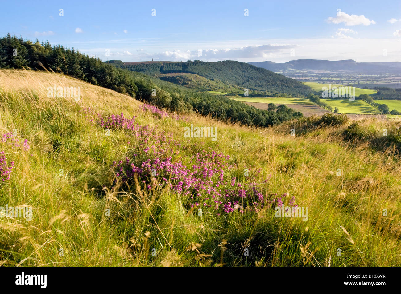 Heather sur le North York Moors avec Monument du capitaine Cook et le Cleveland Hills dans la distance. Newton Moor, UK Banque D'Images