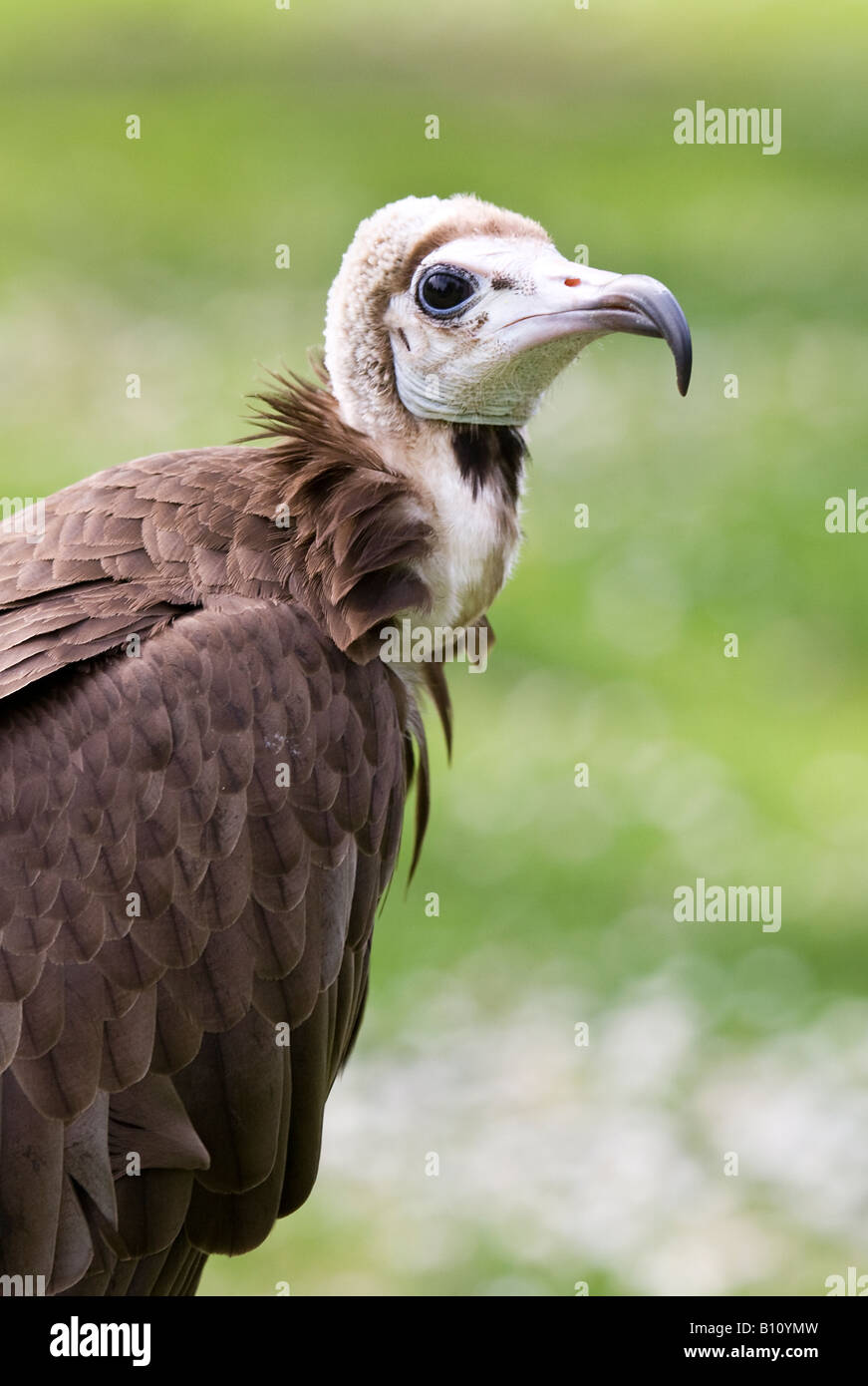 Oiseau de proie - African Vulcher Banque D'Images