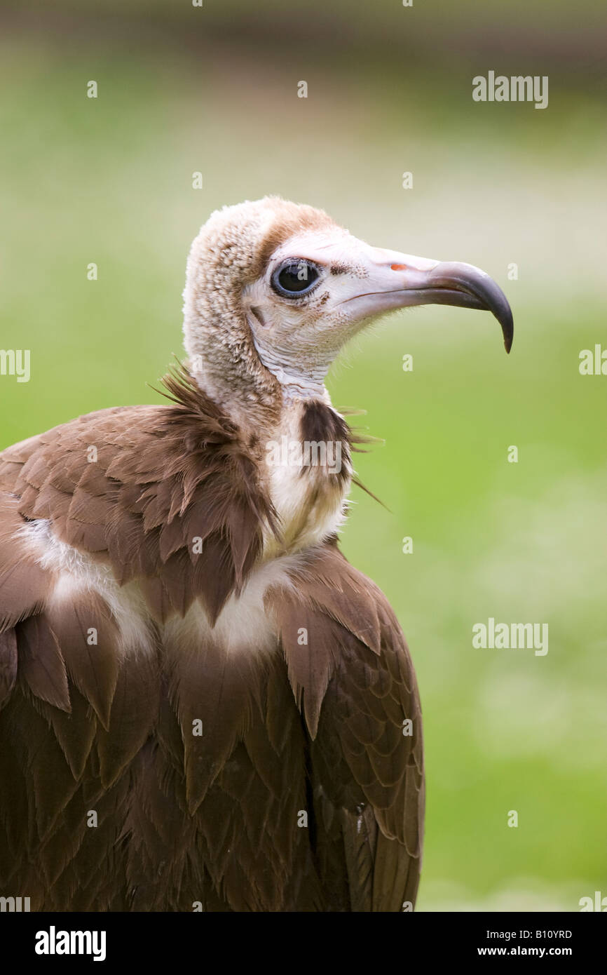 Oiseau de proie - African Vulcher Banque D'Images