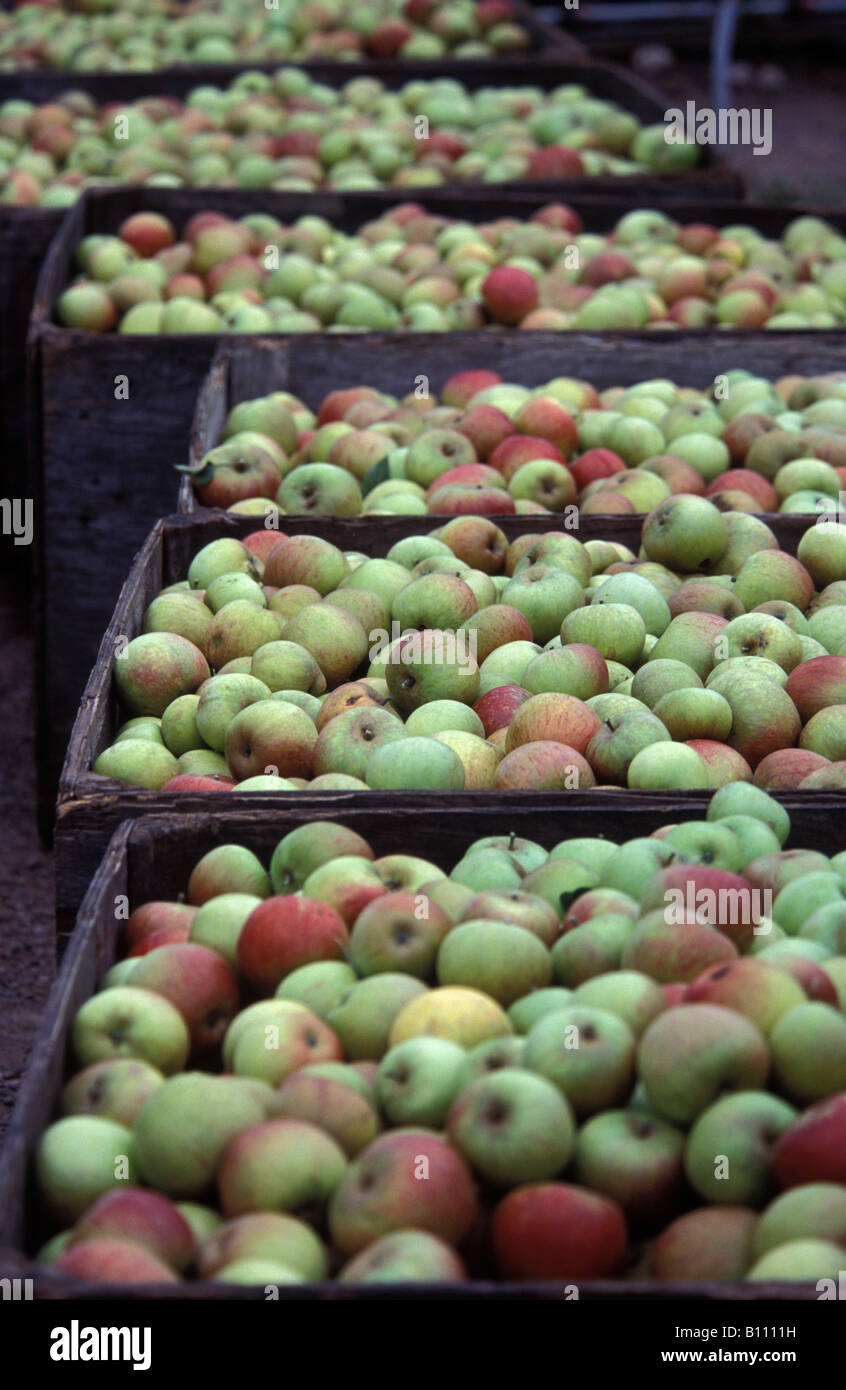 Les pommes ayant été choisis sont prises pour l'emballage à Juin et Robin Petit s company Charlton Vergers Taunton Somerset Banque D'Images