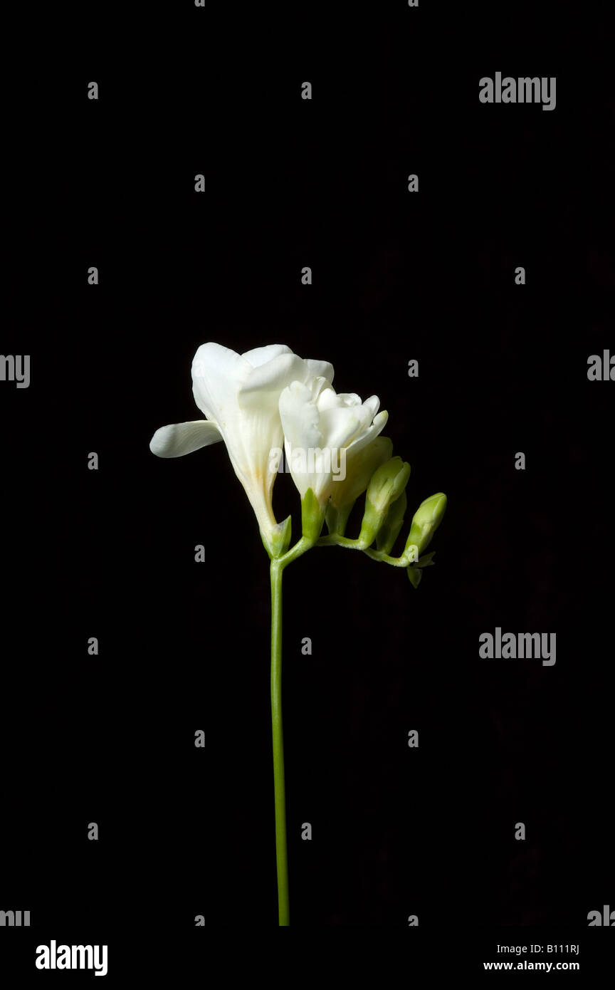 Simple tige de freesia blanc pur Banque D'Images