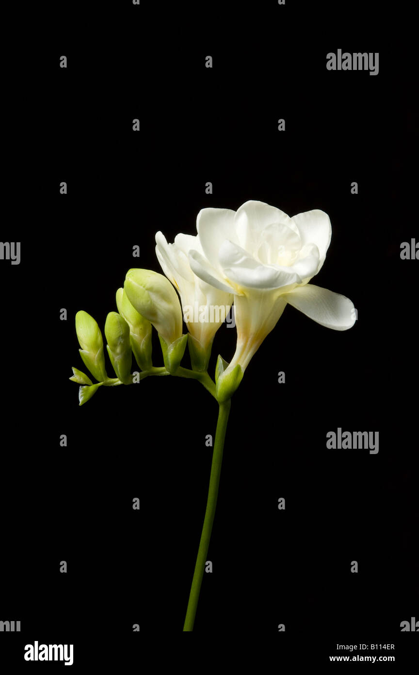 Simple tige de freesia blanc pur Banque D'Images