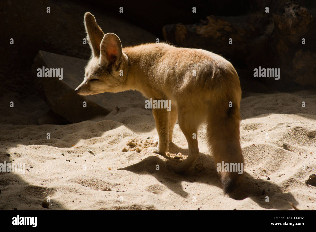 Fennec fox ou Desert Fox Vulpes zerda à cinq soeurs zoo près de Livingstone l'Ecosse Banque D'Images