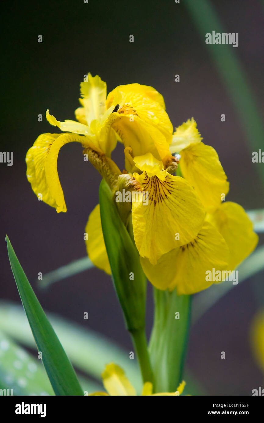 Des espèces des Limniris Iris pseudacorus yellow Banque D'Images