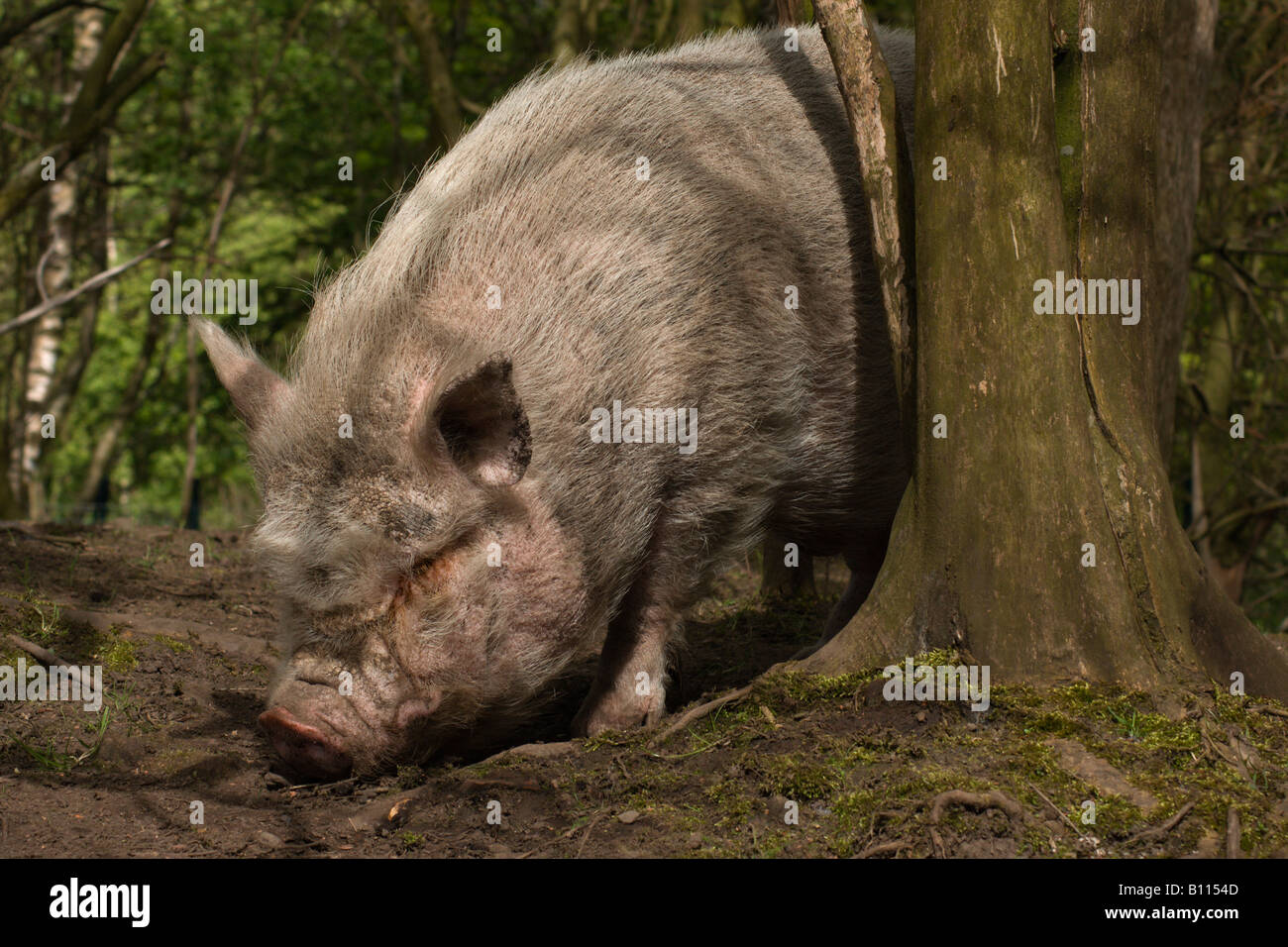 Free Range pig in woods Banque D'Images