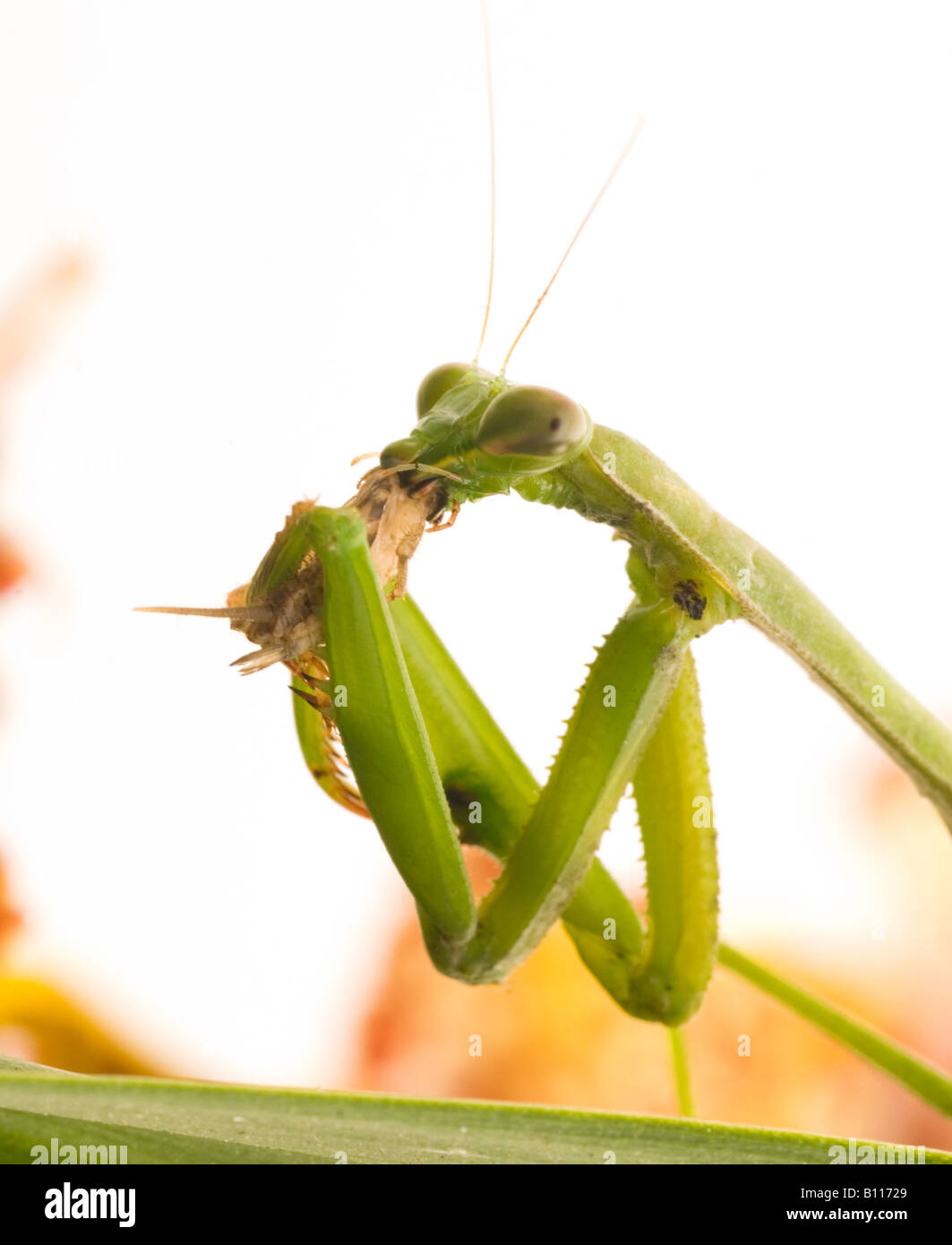 S'femelle manger mantis Banque D'Images