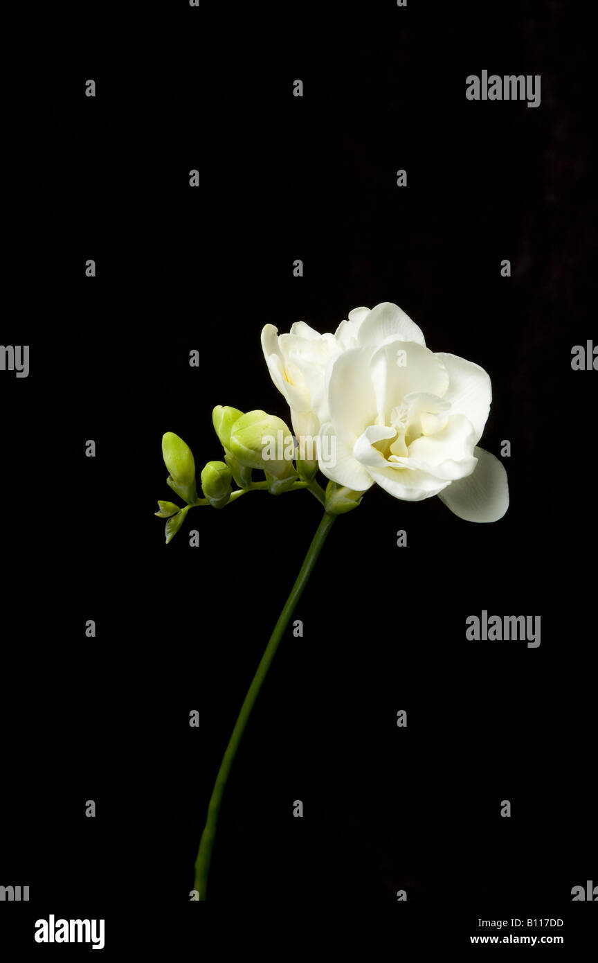 Simple tige de freesia blanc pur Banque D'Images