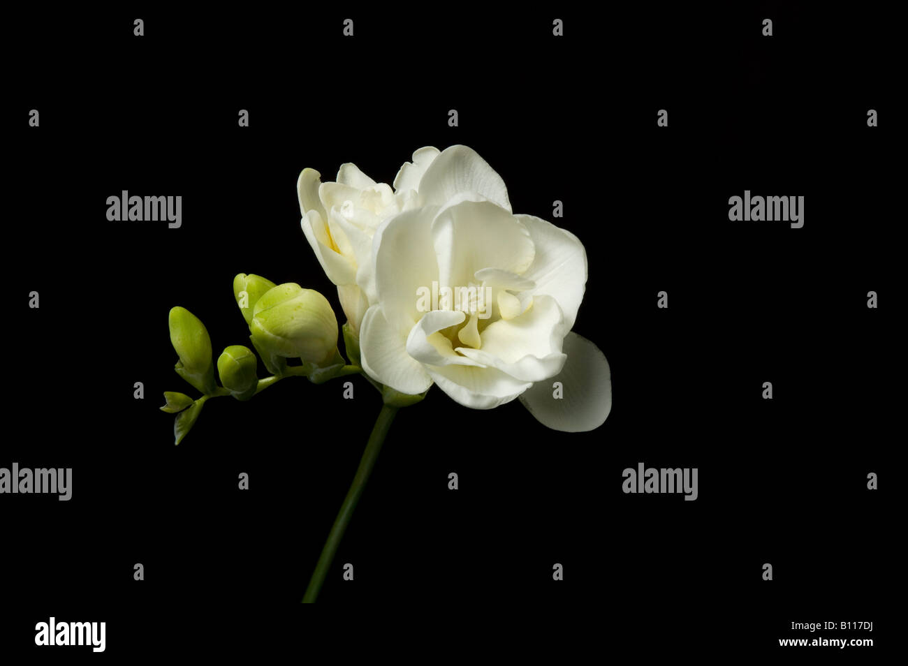Simple tige de freesia blanc pur Banque D'Images
