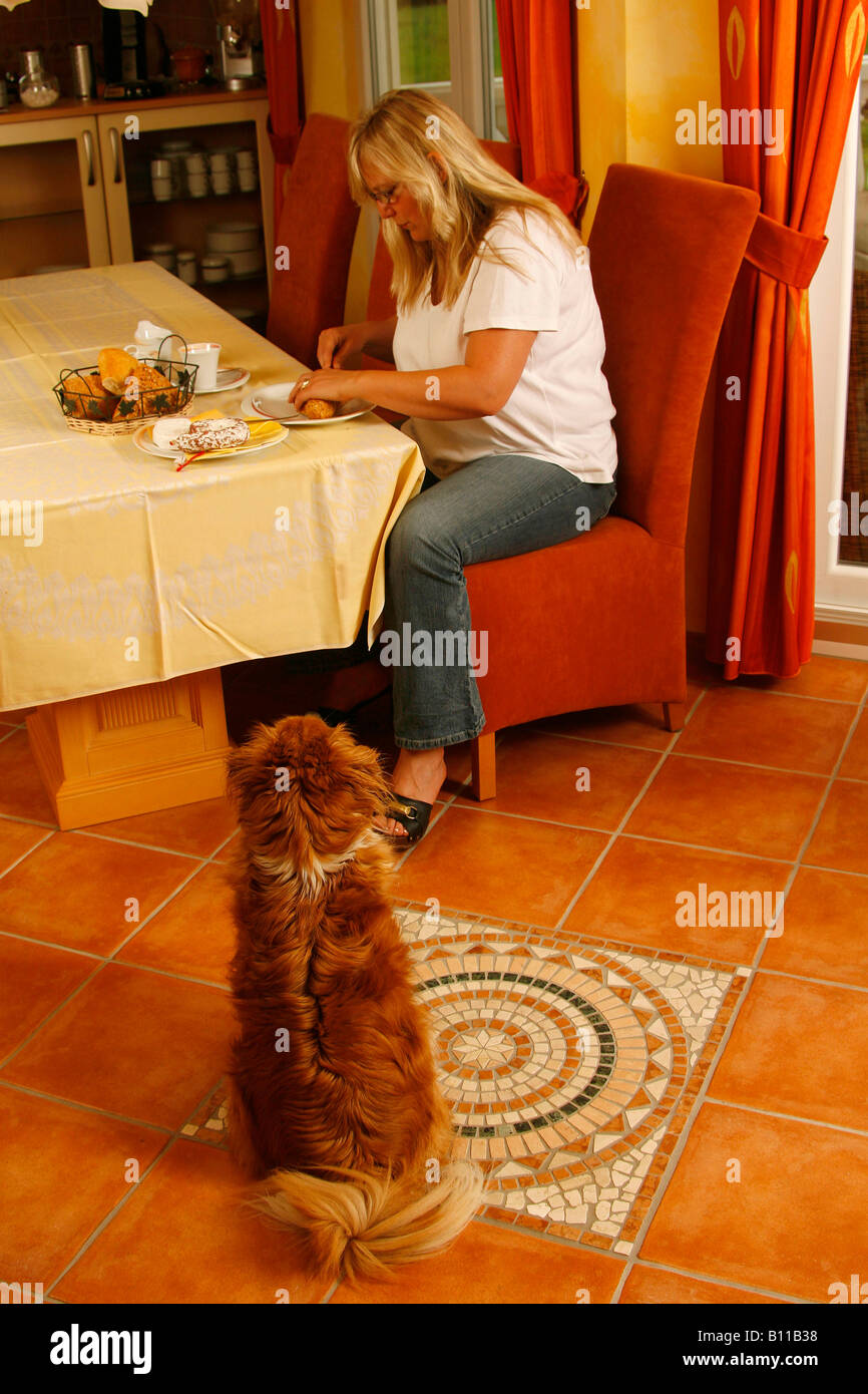 Femme et Dog chien mendier à table Banque D'Images