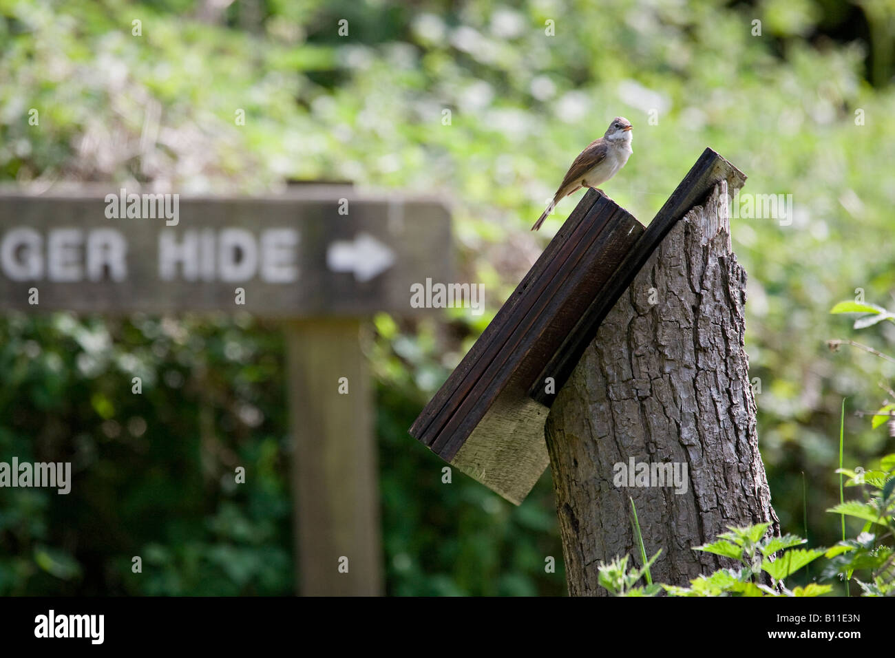 Un oiseau Whitethroat commun (Sylvia communis) perché sur un panneau d'information à l'extérieur d'une cachette d'observation d'oiseaux au printemps. Banque D'Images