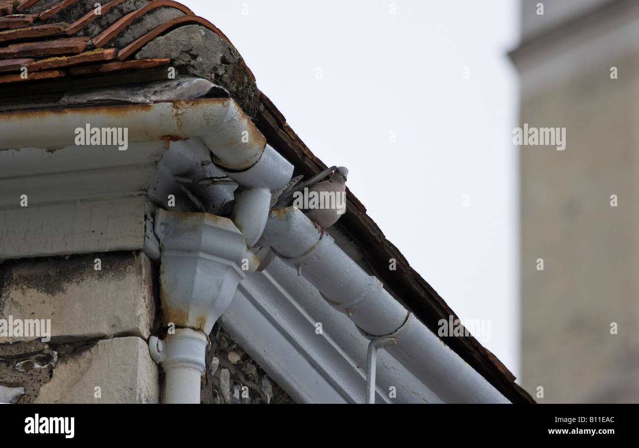 Doves eurasiens (Streptopelia decaocto) nichant dans la guttering de maison au printemps. Sussex, Royaume-Uni Banque D'Images