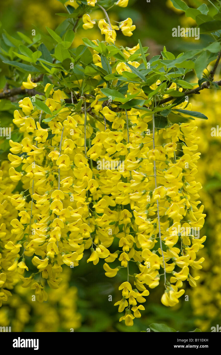 Gros plan sur les fleurs jaunes de l'arbre Laburnum commun (Laburnum anagyroides) au printemps. Sussex, Royaume-Uni Banque D'Images