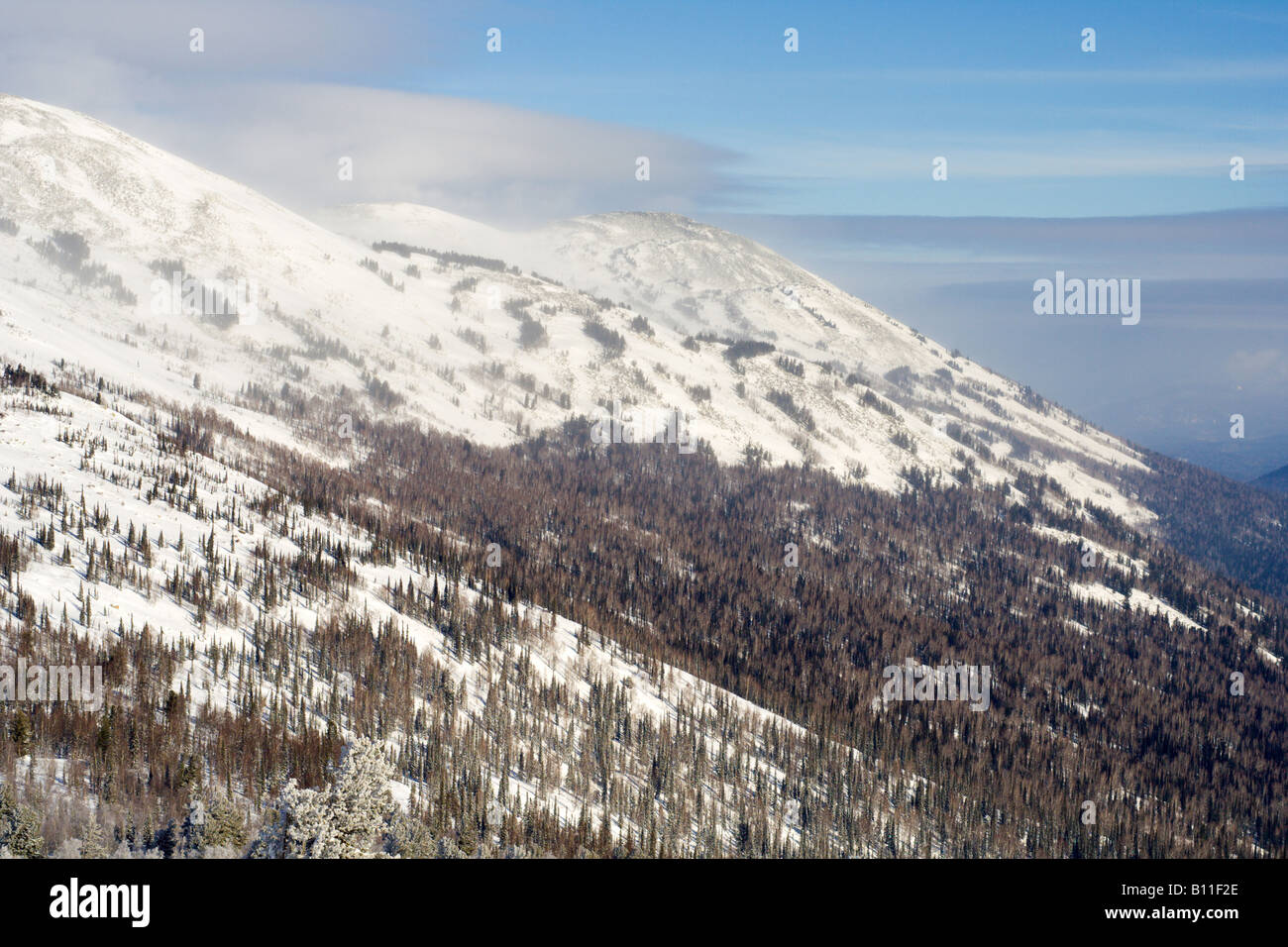 Pente alpine avec la neige couvert de pins Banque D'Images