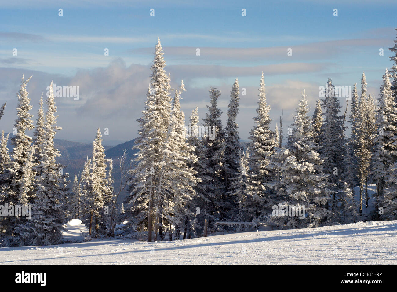 Piste pour le ski et la planche à neige couverte de pins Banque D'Images