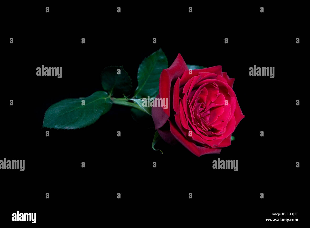 Belle Longue Tige Rose Rouge En Fleur Banque Dimages Photo