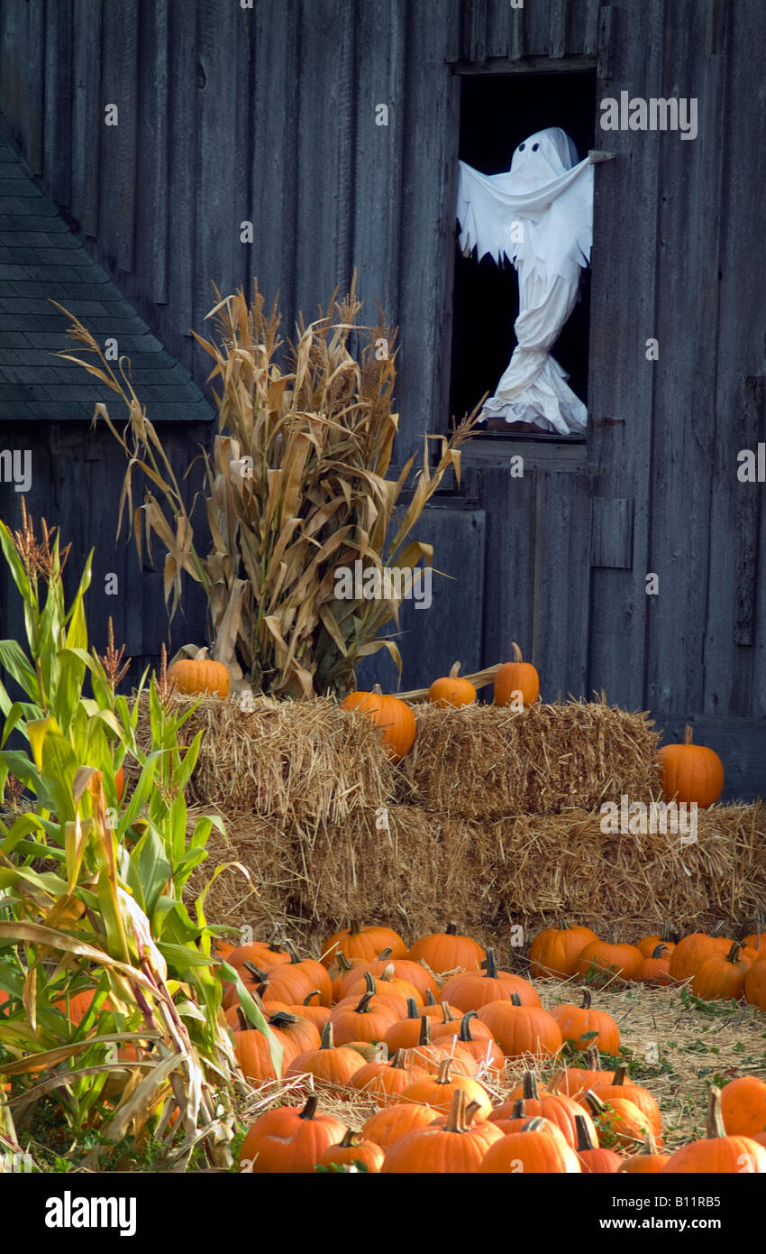 Close up Couleur white ghost standing in barn barn door néerlandais citrouilles orange et botte de paille et le maïs fun halloween helloween Banque D'Images