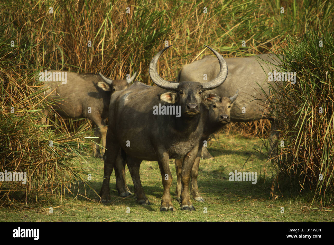 L'asiatique ou Indien bison sauvage Bubalus bubalis Banque D'Images