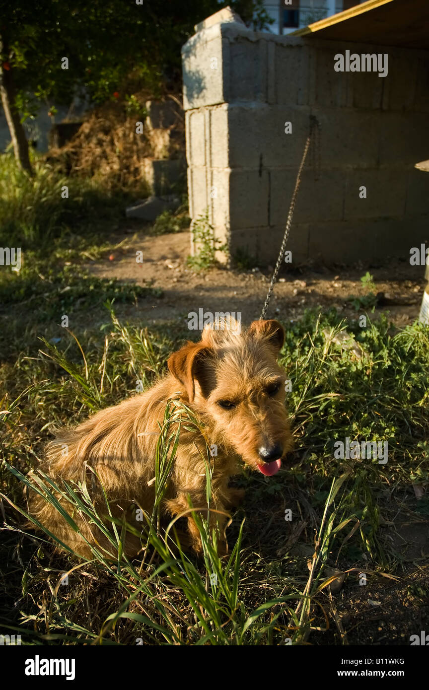 Petit chien attaché à son chenil en ruine avec une chaîne Banque D'Images