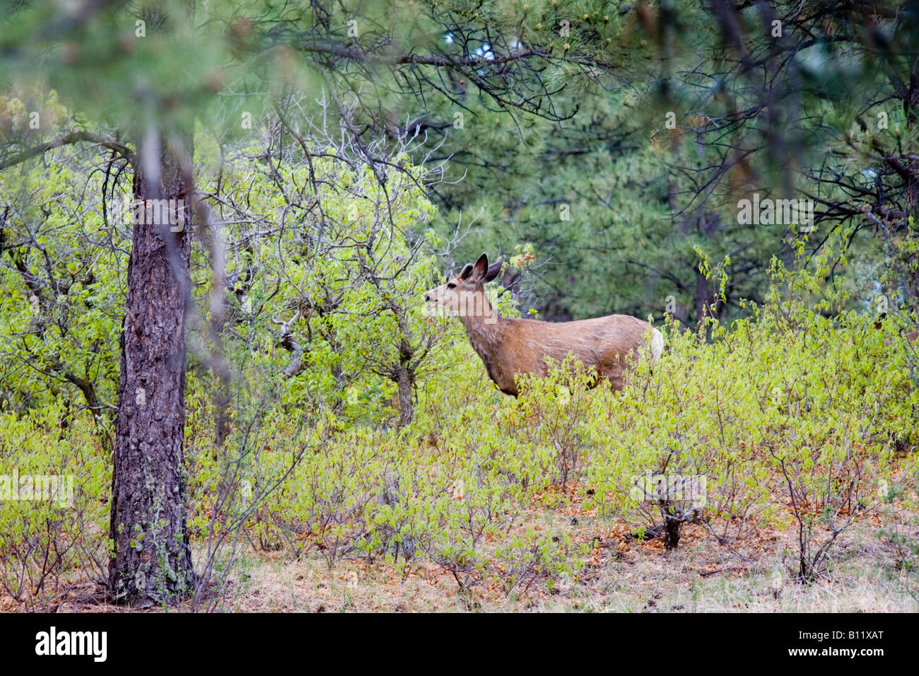 Belle Deer au printemps Banque D'Images