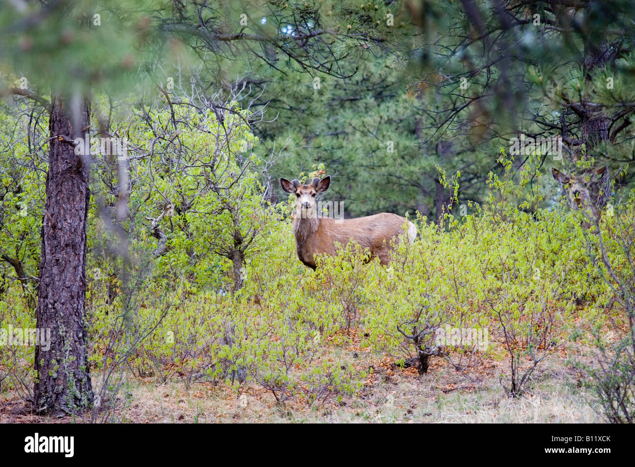 Beau cerf Banque D'Images