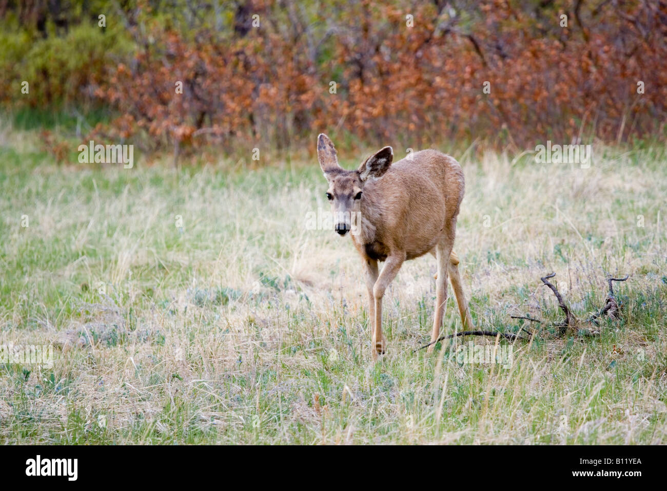 Cute Deer au printemps Banque D'Images