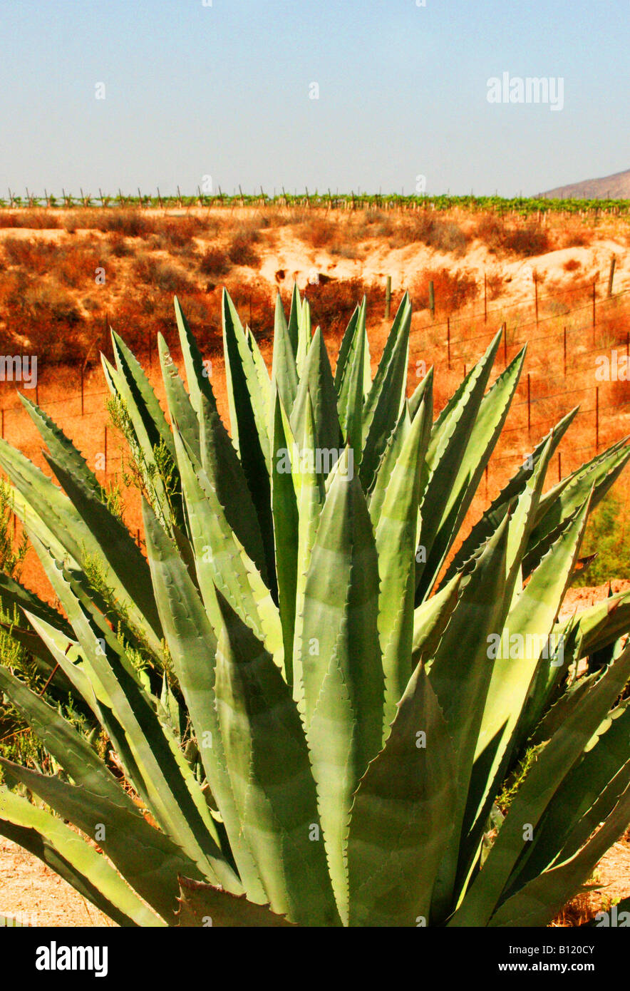Plante d’Aloe Vera Banque D'Images