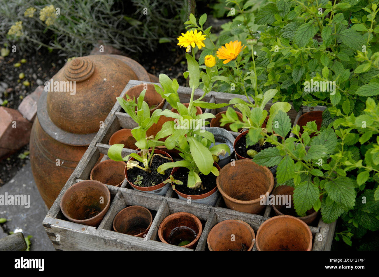 Pots en terre cuite dans le jardin de l'Angleterre UK Banque D'Images