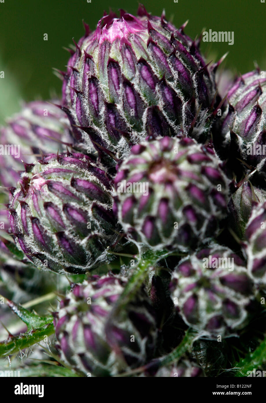 Spear thistle Cirsium vulgare (bourgeons) Banque D'Images