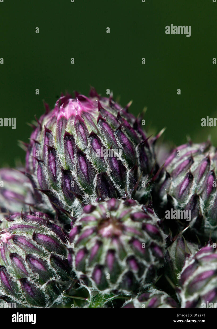 Spear thistle Cirsium vulgare (bourgeons) Banque D'Images