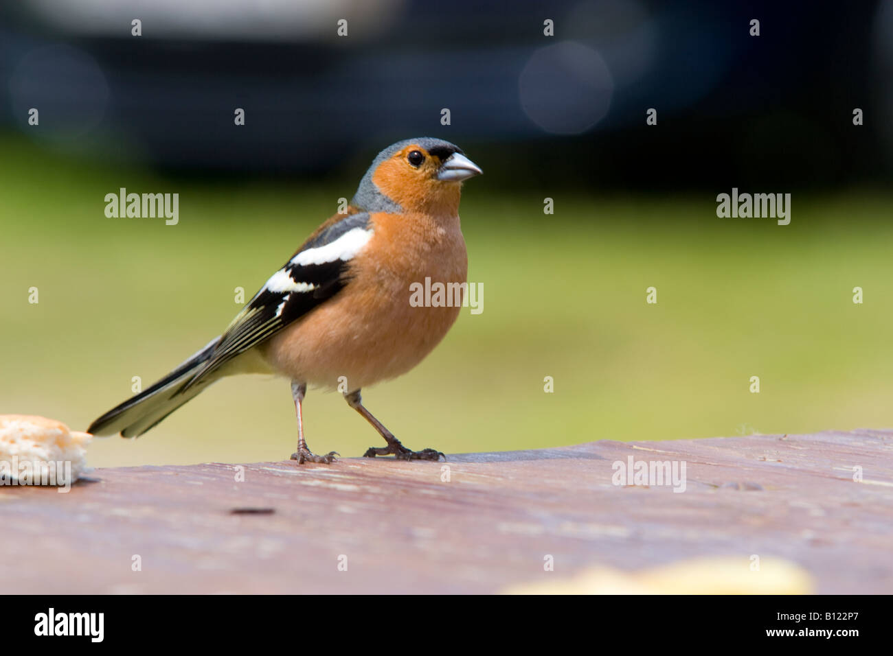 Fringillia Coelebs Chaffinch Banque D'Images