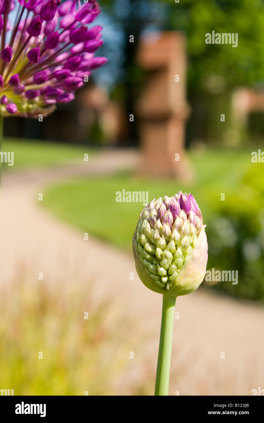 À propos d'Allium à fleurir Banque D'Images