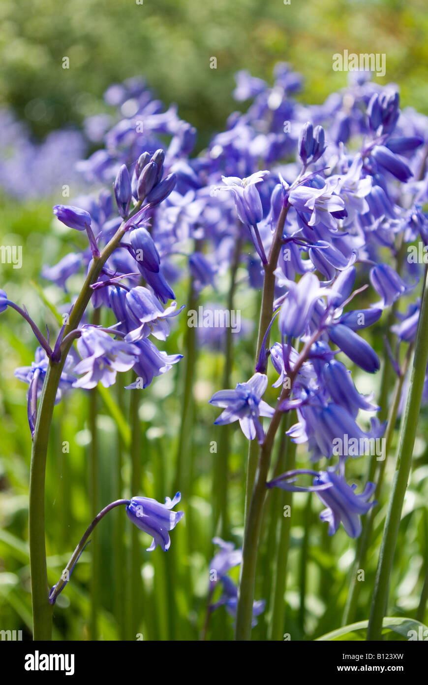 L'Espagnol bluebells Banque D'Images