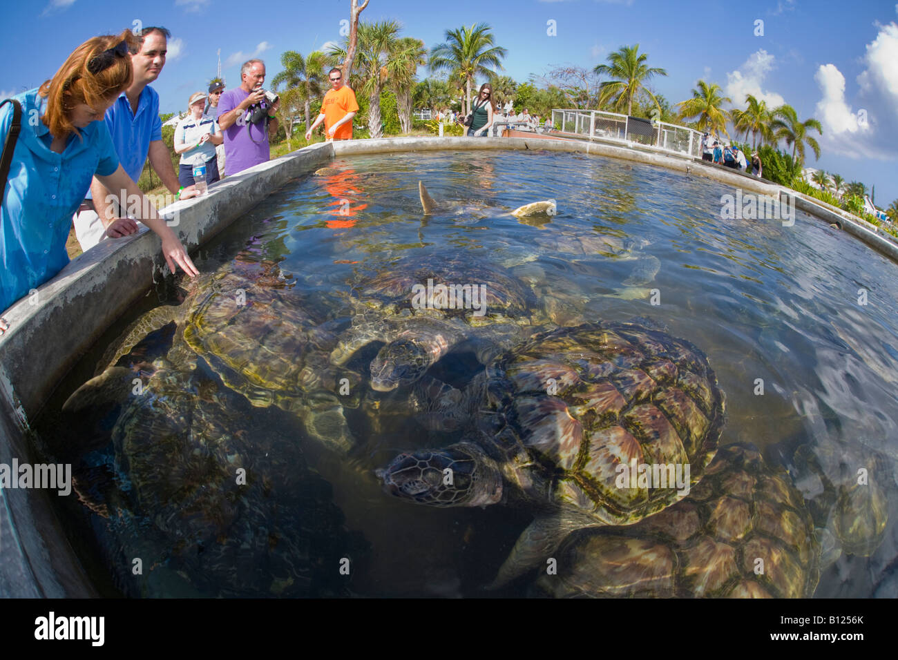 Cayman Turtle Farm sur Grand Cayman dans les îles Caïmans dans les Caraïbes Banque D'Images