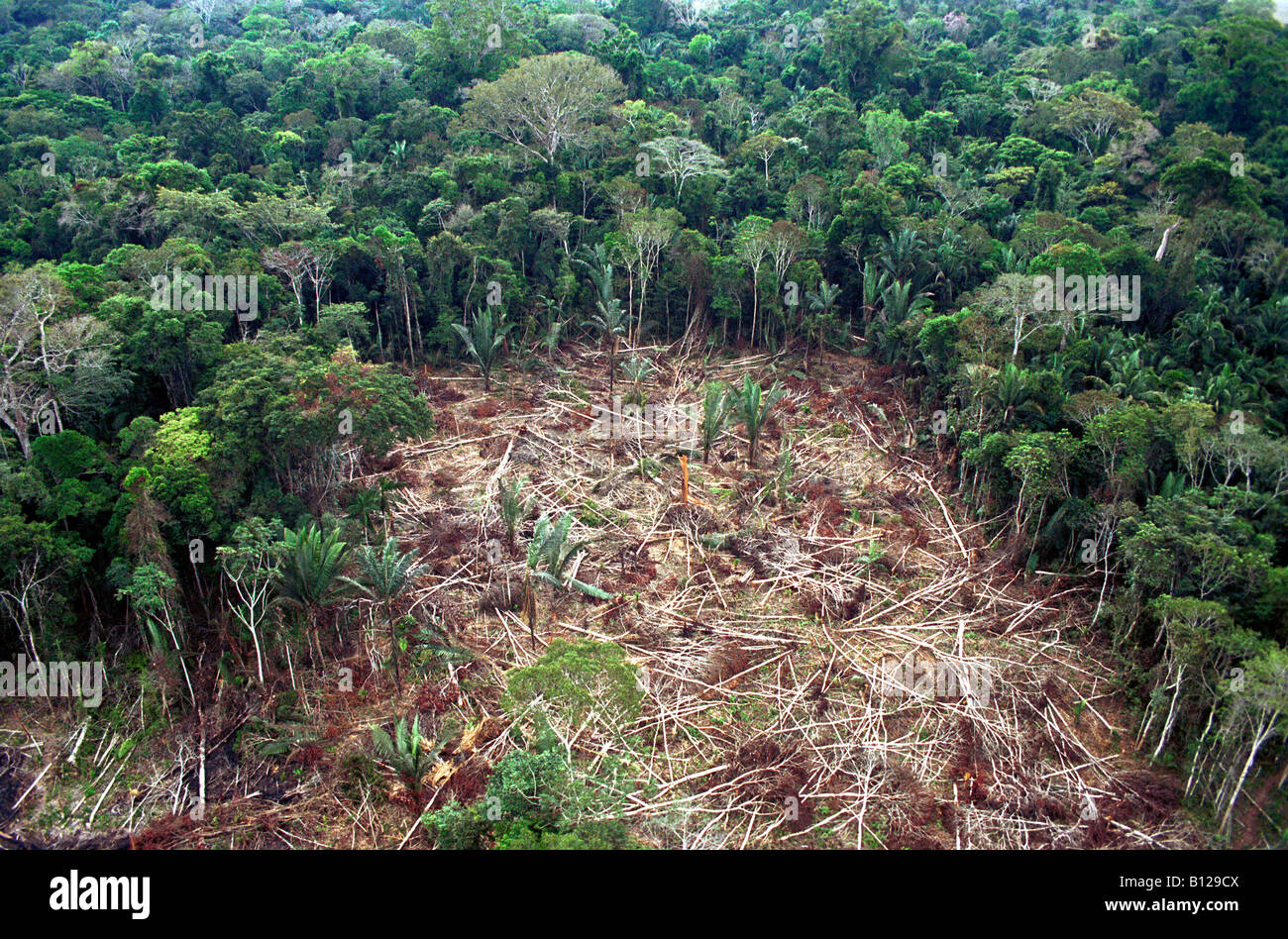 Les arbres tombés dans l'état d'Amazonas au Brésil 07 27 04 Banque D'Images