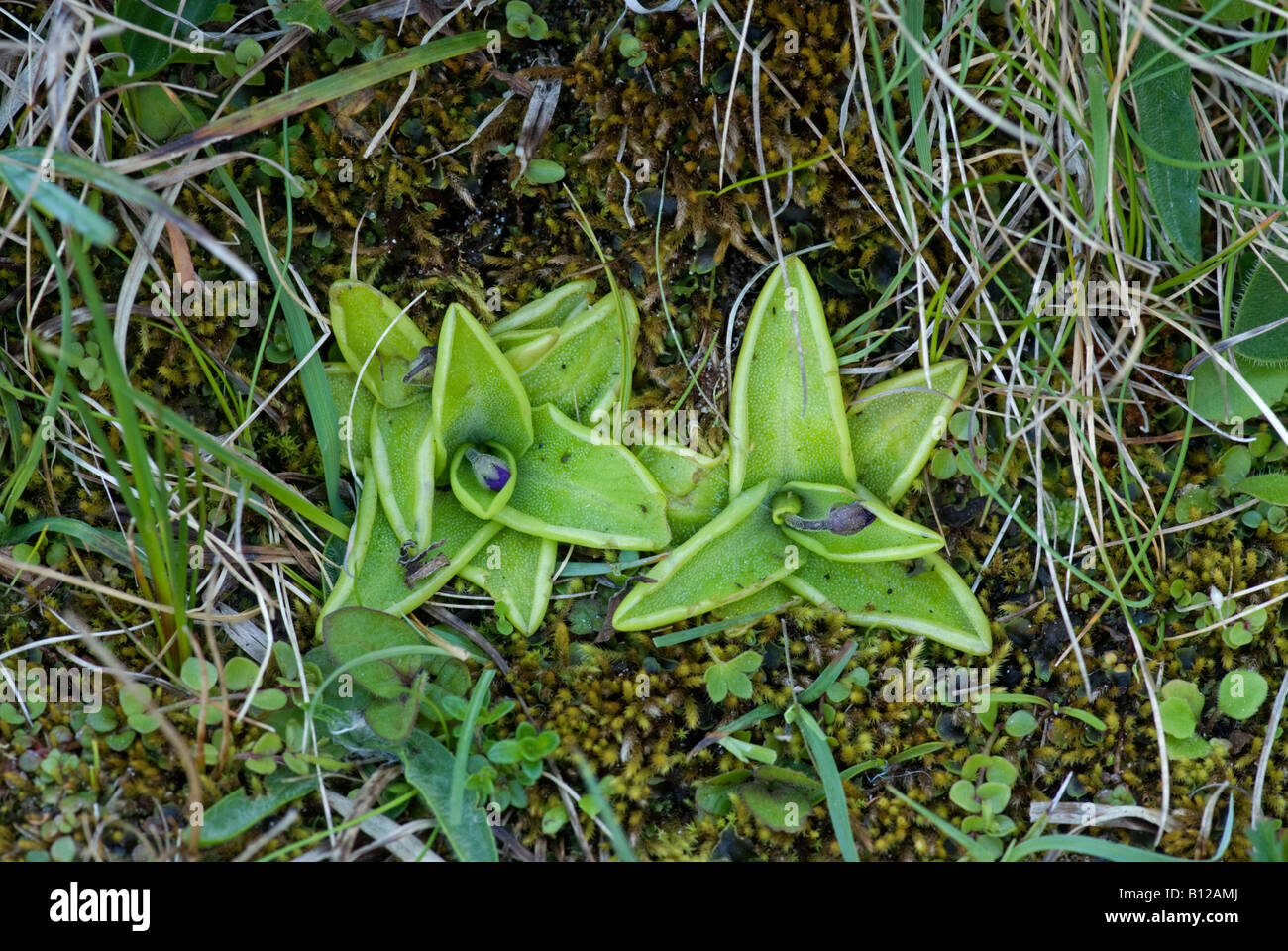 Grassette commune : Pinguicula vulgaris. Achill Island County Mayo Irlande Note boutons de fleurs Banque D'Images