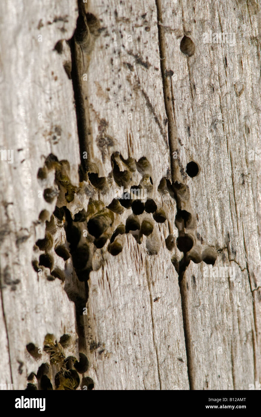 Woodworm Golf Polo, parasites communs du mobilier : Anobium punctatum Mulranney County Mayo Irlande Banque D'Images
