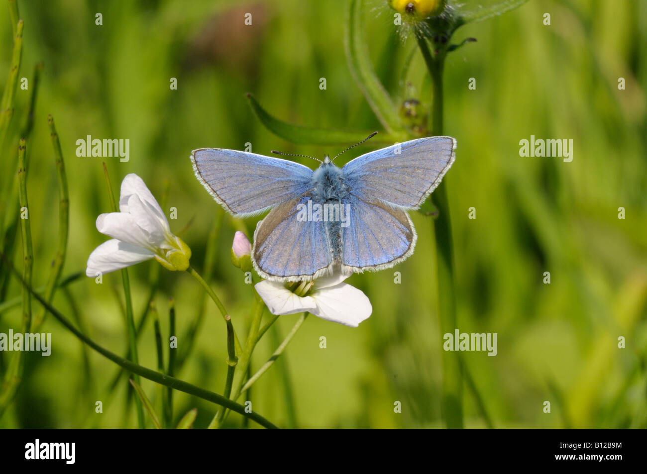 Papillon Bleu commun sur les fleurs de coucou (Mesdames Smock) Banque D'Images