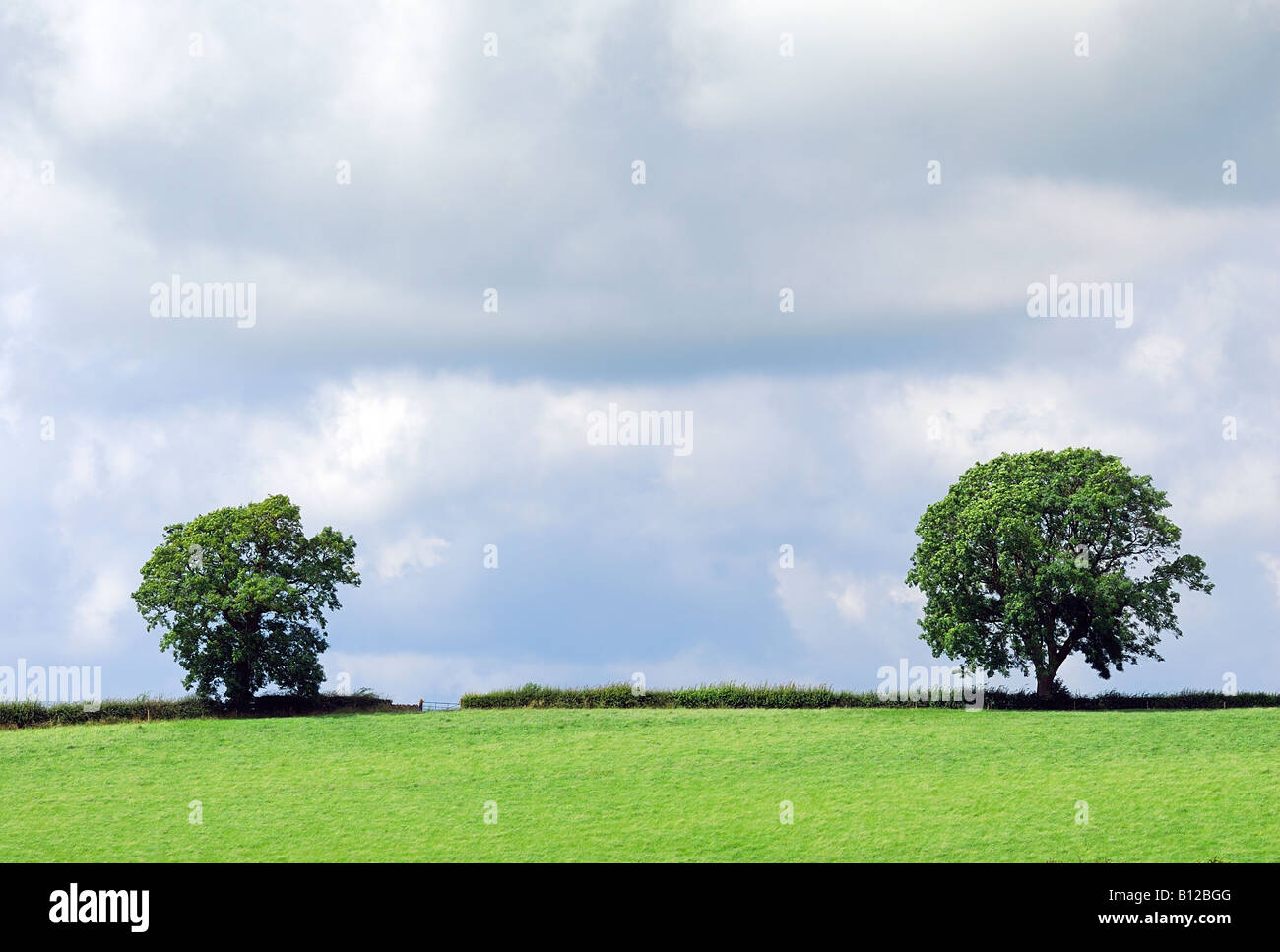 Deux arbres d'une haie sur un jour d'été nuageux Banque D'Images