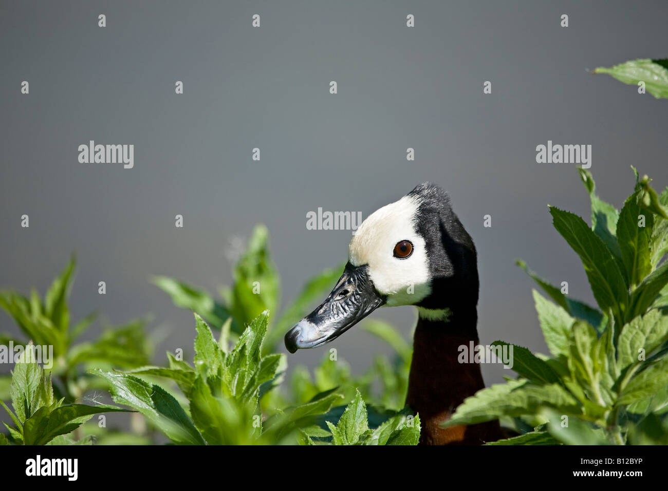 Portrait d'un seul canard de Siffling à face blanche (Dendrocygna viduata) au début de l'été. Banque D'Images