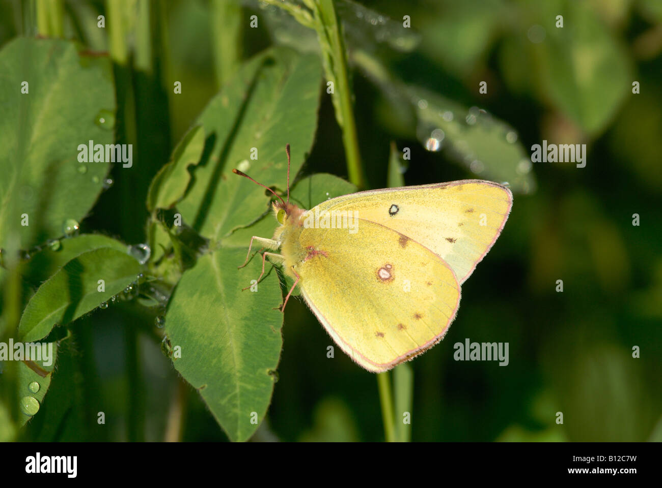 (Colias philodice soufre assombries) Banque D'Images