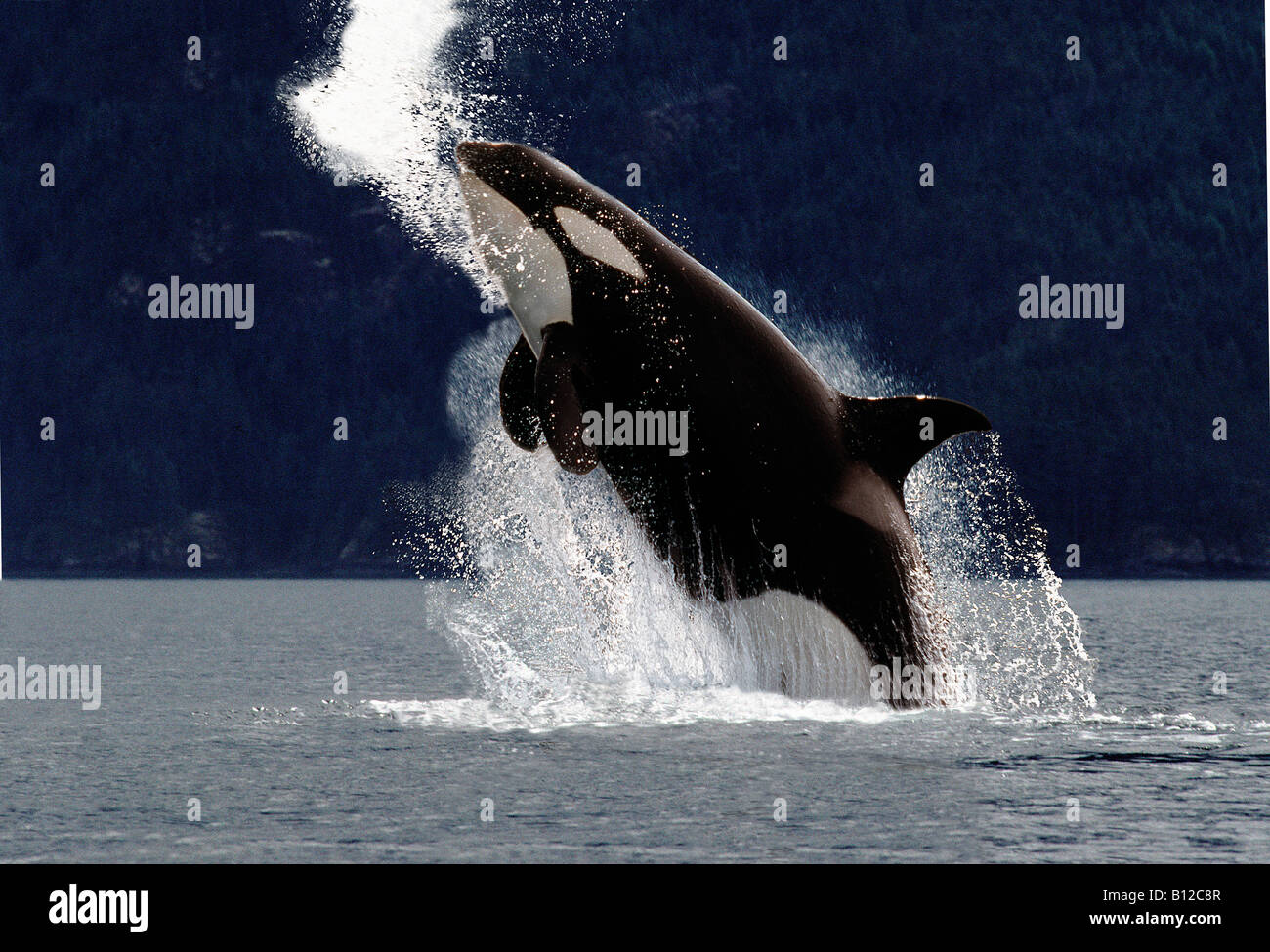 Espèces en danger orque CANADA Colombie-Britannique Orca d'Orques passant de l'eau seules actions Action speci Antarctique Banque D'Images